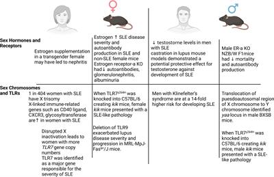 Cardiac and vascular complications in lupus: Is there a role for sex?